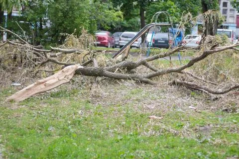 Fallen tree after a hurricane lying on the ground Stock Photos