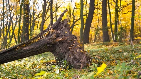 Fallen tree after a hurricane in the woods Stock Footage 82969941