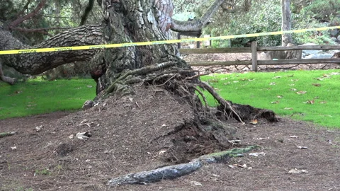 Fallen tree after rain storm Stock Footage 265339599