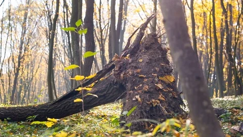 The fallen tree after a severe hurricane or a storm. The tree is torn with roots Stockbeeldmateriaal 82800811