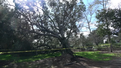 Fallen Tree after Storm Stock Footage 265340110