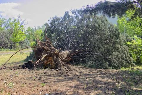 Fallen tree after storm. Storm damaged tree uprooted and broken from high w.. Stock Photos