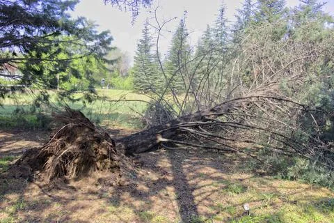 Fallen tree after storm. Storm damaged tree uprooted and broken from high win Stock Photos