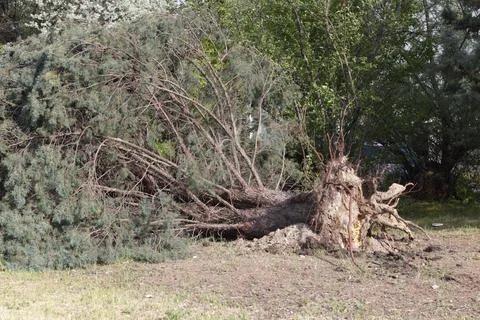 Fallen tree after storm. Storm damaged tree uprooted and broken from high w.. Stock Photos