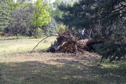 Fallen tree after storm. Storm damaged tree uprooted and broken from high w.. Stock Photos