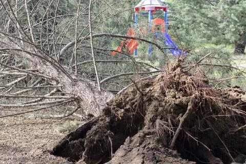 Fallen tree after storm. Storm damaged tree uprooted and broken from high w.. Stock Photos