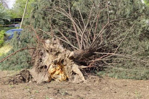 Fallen tree after storm. Storm damaged tree uprooted and broken from high w.. Stock Photos