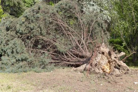 Fallen tree after storm. Storm damaged tree uprooted and broken from high w.. Stock Photos