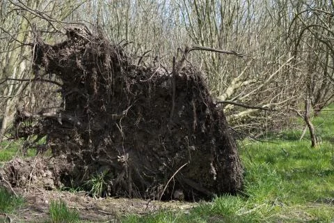 Fallen tree after a strong hurricane Stock Photos