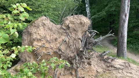 Fallen tree after typhoon. A fallen tree after storm Stock Footage 313839469