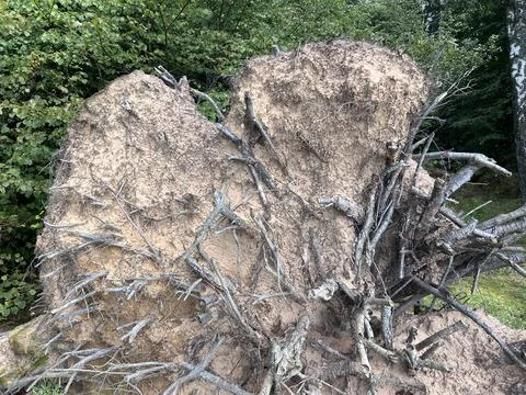 Fallen tree after typhoon. A fallen tree after storm Stock Photos