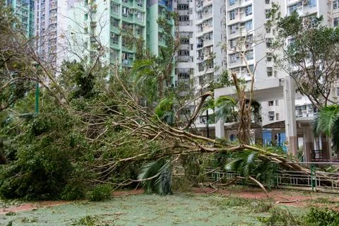 Fallen tree after typhoon in Hong Kong 스톡 사진