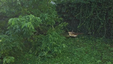 Fallen tree after wind and thunder storm in Columbus, OH Stock Footage 342147903