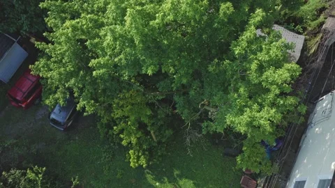 Fallen tree after wind and thunder storm in Columbus, OH Stock Footage 342147926