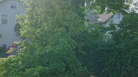 Fallen tree after wind and thunder storm in Columbus, OH Stock Footage 342147949