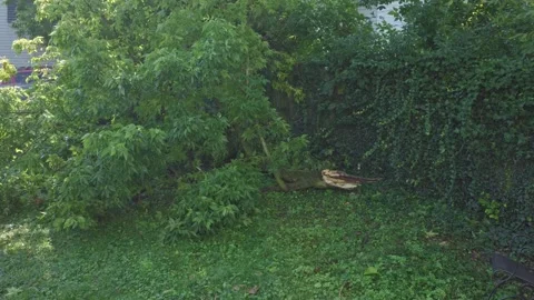 Fallen tree after wind and thunder storm in Columbus, OH Stock Footage 342148002