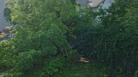 Fallen tree after wind and thunder storm in Columbus, OH Stock Footage 342148007