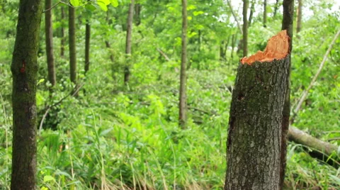 Fallen Tree In Aftermath Of Tropical Storm Stock Footage 40194259