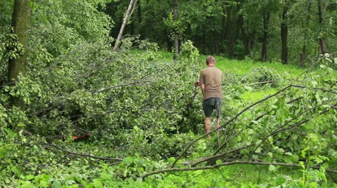 Fallen Tree In Aftermath Of Tropical Storm Stock Footage 40194382