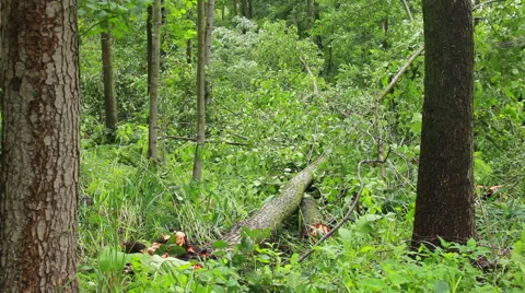 Fallen Tree In Aftermath Of Tropical Storm Stock Footage 40194427