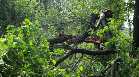 Fallen Tree In Aftermath Of Tropical Storm Stock-Footage 40194453