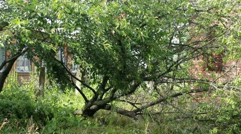 Fallen Tree In Aftermath Of Tropical Storm Stock Footage 40194579