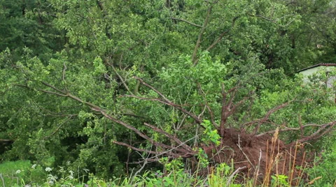 Fallen Tree In Aftermath Of Tropical Storm Stock Footage 40194633
