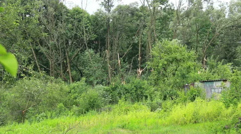 Fallen Tree In Aftermath Of Tropical Storm Stock Footage 40194771