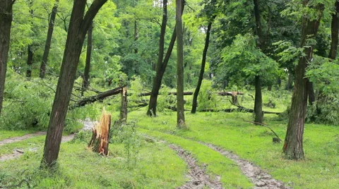 Fallen Tree In Aftermath Of Tropical Storm Stock Footage 40194783