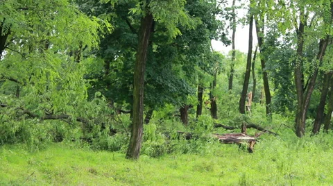 Fallen Tree In Aftermath Of Tropical Storm Stock Footage 40194800