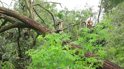Fallen Tree In Aftermath Of Tropical Storm Stock Footage 40194852