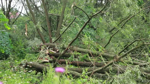 Fallen Tree In Aftermath Of Tropical Storm Stock Footage 40194936