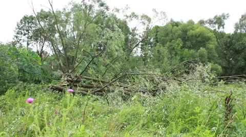 Fallen Tree In Aftermath Of Tropical Storm Stock Footage 40194954