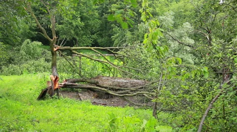 Fallen Tree In Aftermath Of Tropical Storm Stock Footage 40194959