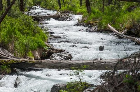 Fallen tree against the backdrop of a mountain river and green forests Stock Photos