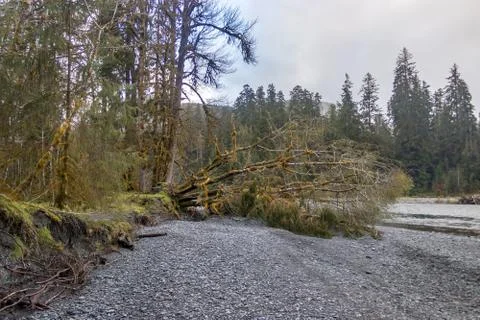 Fallen tree along forest river Stock Photos