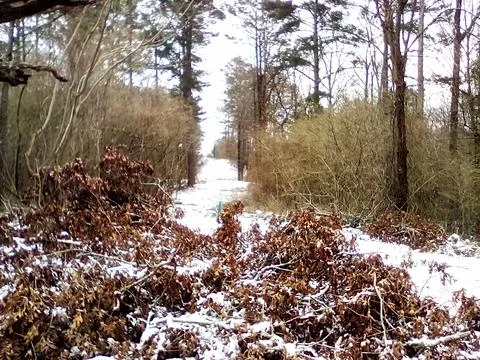Fallen Tree Alongside Snowy Pathway 库存照片