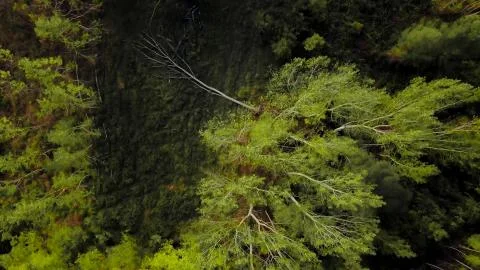 Fallen tree amongst other trees in the forest, drone top down Stock Photos
