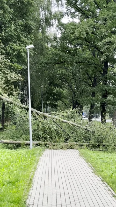 Fallen Tree and Broken Branches in Urban Park After Storm, Vertical Video Stock Footage 345043151