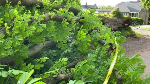 Fallen tree and car under it Stock Footage 137278399
