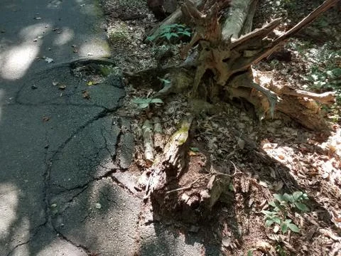 Fallen tree and damaged asphalt Stock Photos