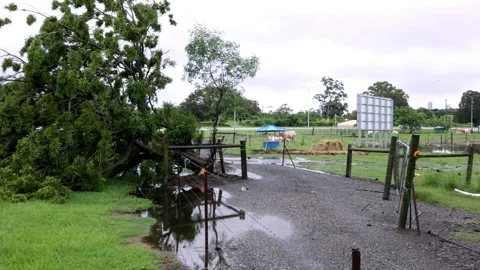 A fallen tree and flooded cow paddocks with placid cows after a storm Stock Footage 260441441