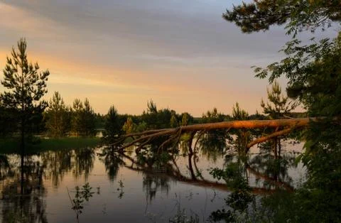 Fallen tree and flooding in the forest-concept of climate change. Foto stock