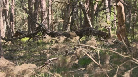 Fallen tree and forest understorey mixed temperate forest Stock Footage 131847382