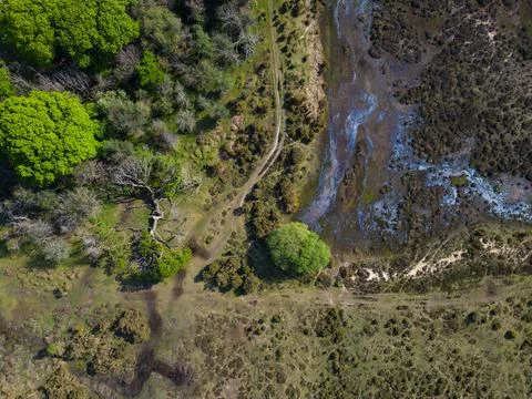 Fallen tree and green canopy aerial top down view in New Forest UK Stock Photos