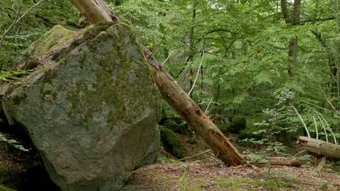 Fallen Tree and Large Rock in Dense Forest Video stock 316221144