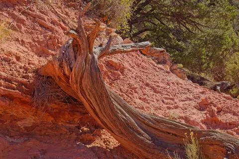 Fallen tree and red, eroded dirt on the South Kaibab Trail, Grand Canyon, Ari Stock Photos