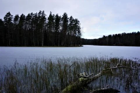 Fallen tree and reed on frozen lake Haukkalampi Stock Photos