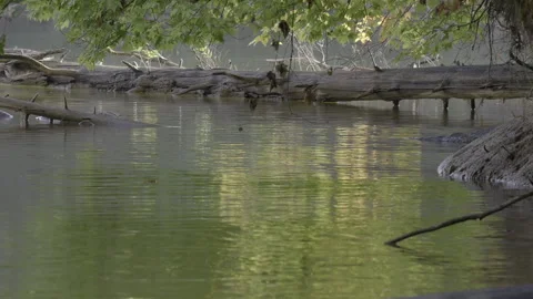 Fallen tree and reflections from overhanging trees Stock Footage 318723977
