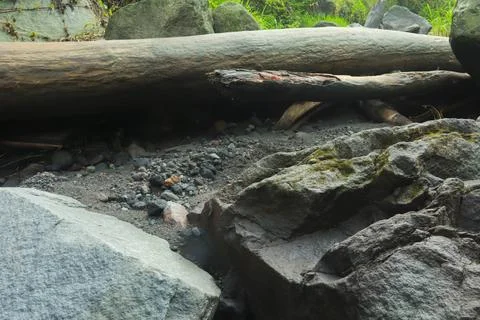 Fallen Tree and Rocks in Forest Stock Photos